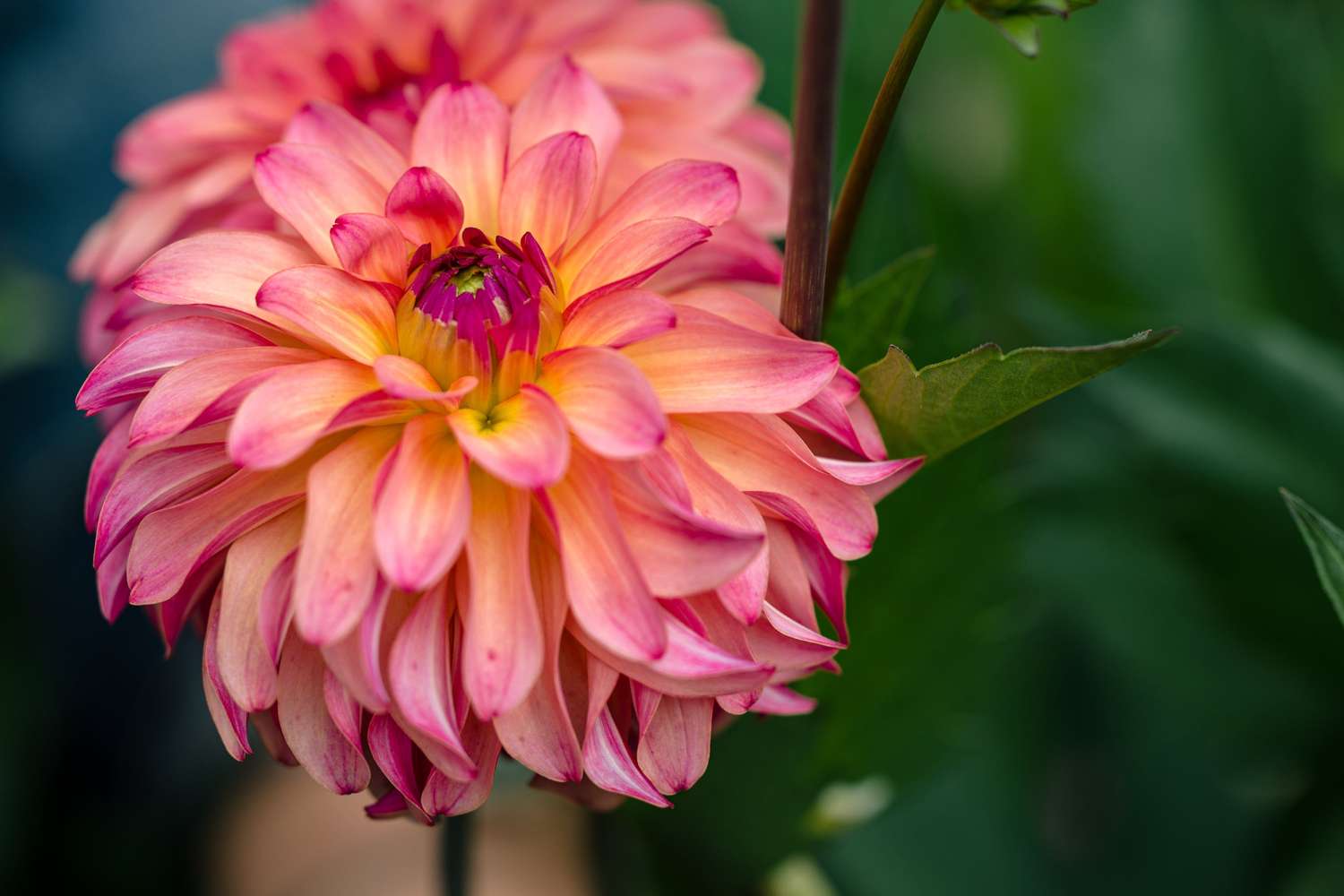 Dahlia 'Belfloor'